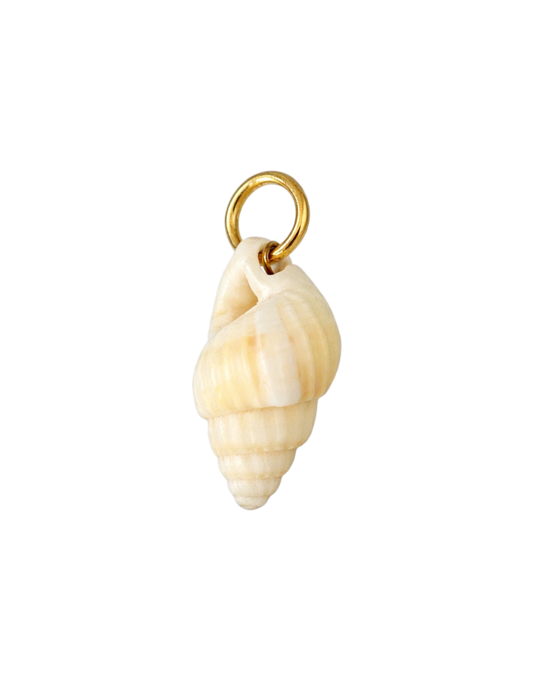 Natural Spiral Shell