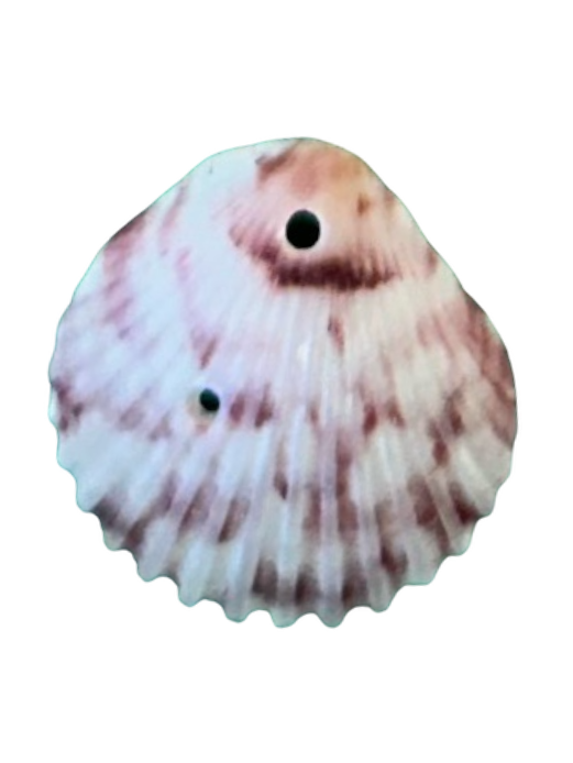 Calico Scallop Charm (Color Varies)