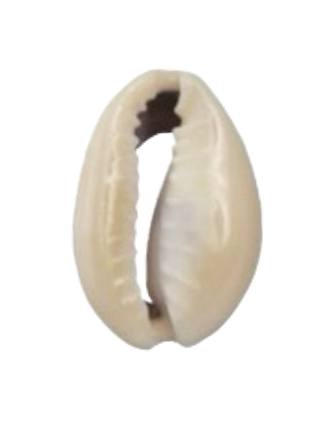 Cowrie Shell Charm