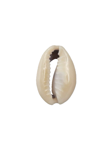 Small Cowrie Shell Charm