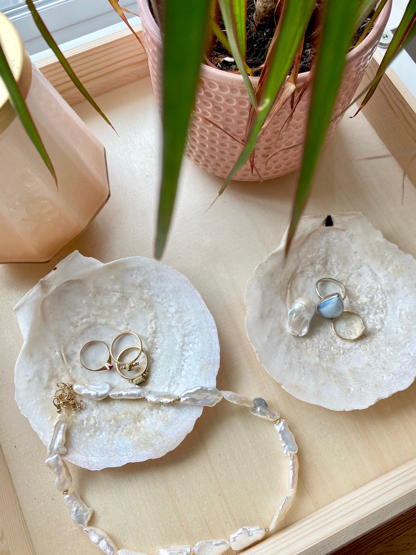 Natural Deep Sea Scallop Jewelry Dishes/Decor